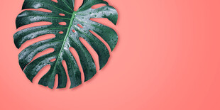 粉色背景上的龟背竹叶