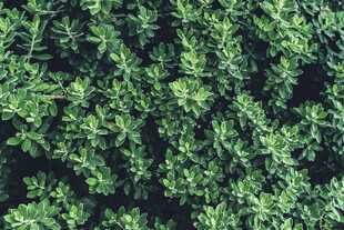 茂密绿植俯视图