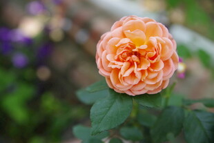 橙色娇艳月季花