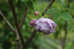 枝头绽放的淡紫色花朵