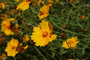 金鸡菊