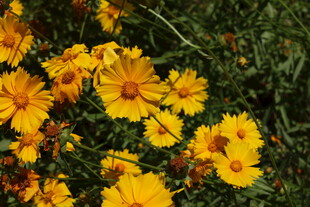 金鸡菊