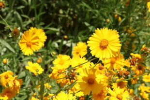 金鸡菊