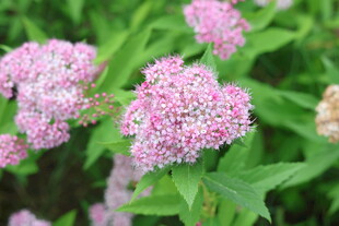 粉花绣线菊