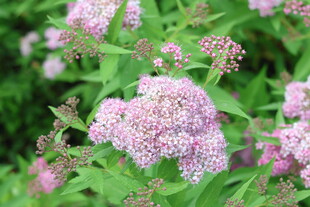 粉花绣线菊