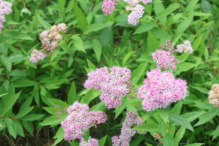 粉花绣线菊