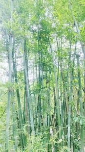 竹林