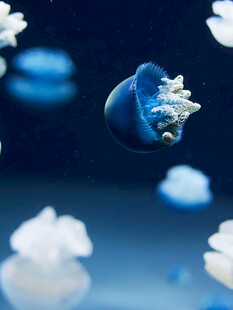 梦幻水母在深海中漂浮