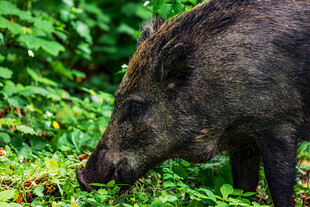 野外觅食的野猪