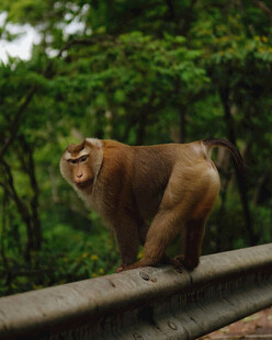 护栏上的猴子