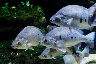 群鱼悠游于水族世界
