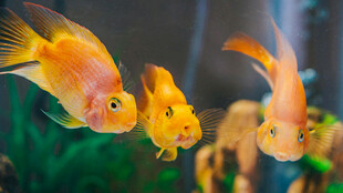 灵动金鱼在水族箱中游弋