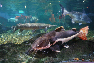 水族馆中的大型鲶鱼