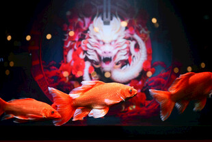 梦幻锦鲤与神秘面具画面