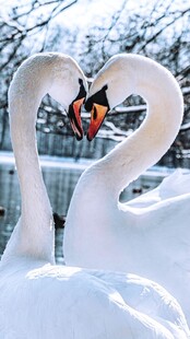双天鹅交颈浪漫雪景图
