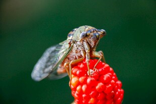蝉栖红果上
