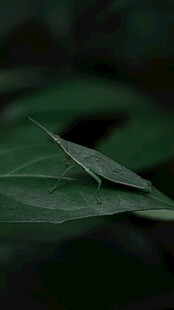 绿叶上的精致小叶片