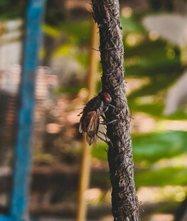树干上停歇的昆虫