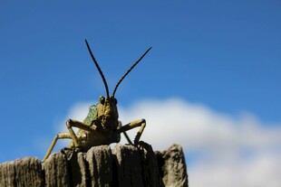 木头上的绿色长触角昆虫