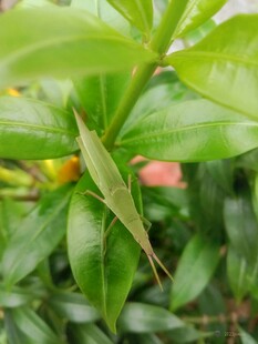 绿叶上的细长昆虫