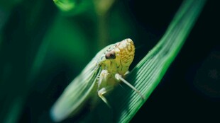 绿叶上的小蚱蜢