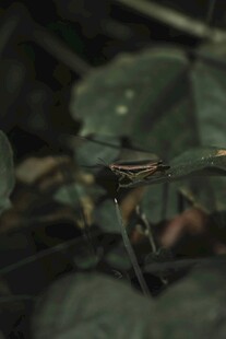 绿叶间的精致条纹昆虫