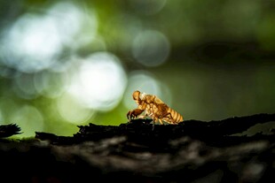树干上的橙色昆虫