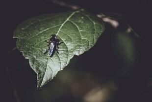 绿叶上的黑色小昆虫