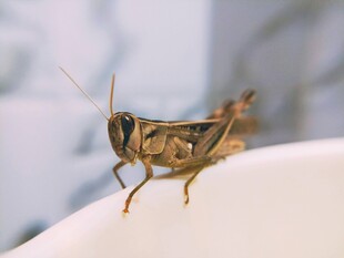 杯上的棕色蚂蚱