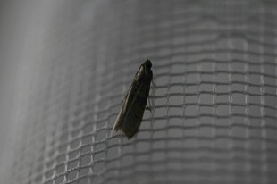 网面上的黑色昆虫