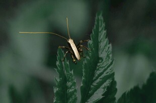 绿叶上的长触角昆虫