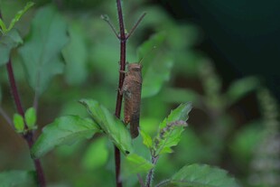 草丛中的褐色昆虫