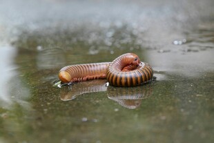 蜷曲在水中的多彩千足虫