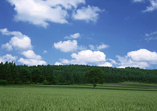 广袤绿野与蓝天白云美景