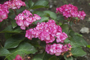 八仙花娇艳粉色绣球花绽放