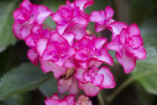八仙花娇艳粉色花卉绽放