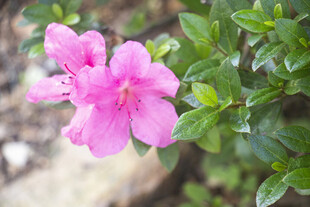 夏鹃娇艳粉色花朵与绿叶