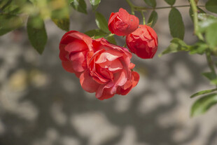 红色月季花