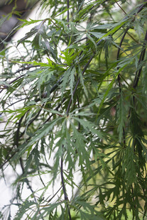 羽毛槭翠绿繁茂的植物枝叶