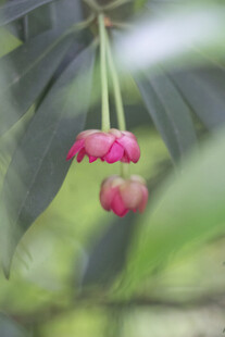 两朵粉嫩花朵垂于绿叶间