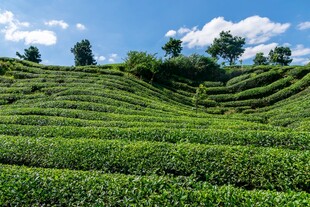 翠绿茶园美景