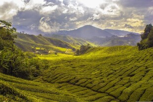 翠绿山间茶园美景