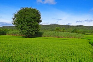 绿野孤树田园风光美景