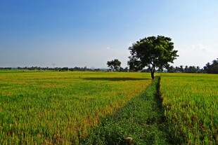 田野孤树绿意盎然的风景