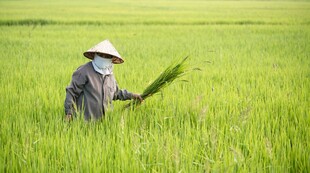 稻田中劳作的农民