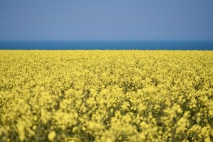 金黄油菜花海蓝天相伴