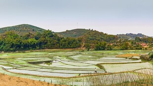 田园风光中的层层水稻梯田