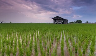 田园稻田中的静谧小屋