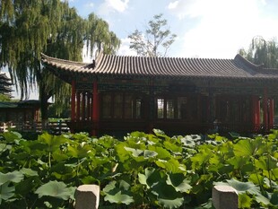 中式庭院中的荷花与古建筑