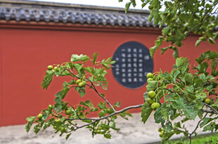 红墙绿植间的中式景致